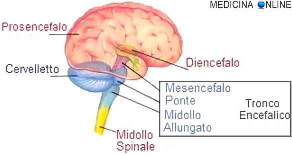 nervi cranici del tratto corticobulbare