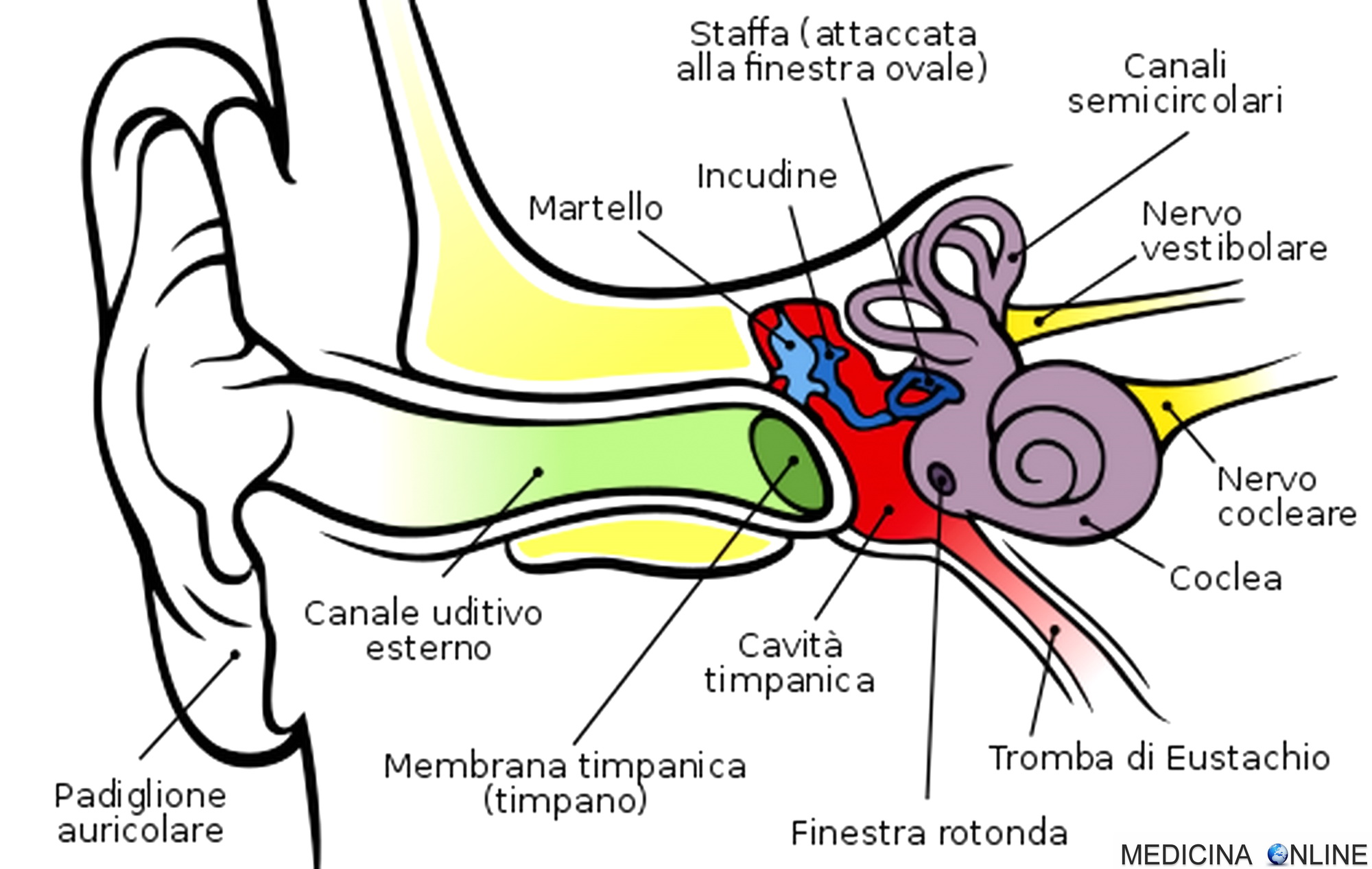 Tromba di Eustachio in adulti e bambini anatomia, funzioni, fisiologia