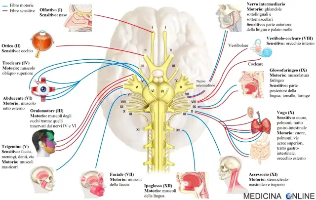 nervi cranici e grafico delle funzioni
