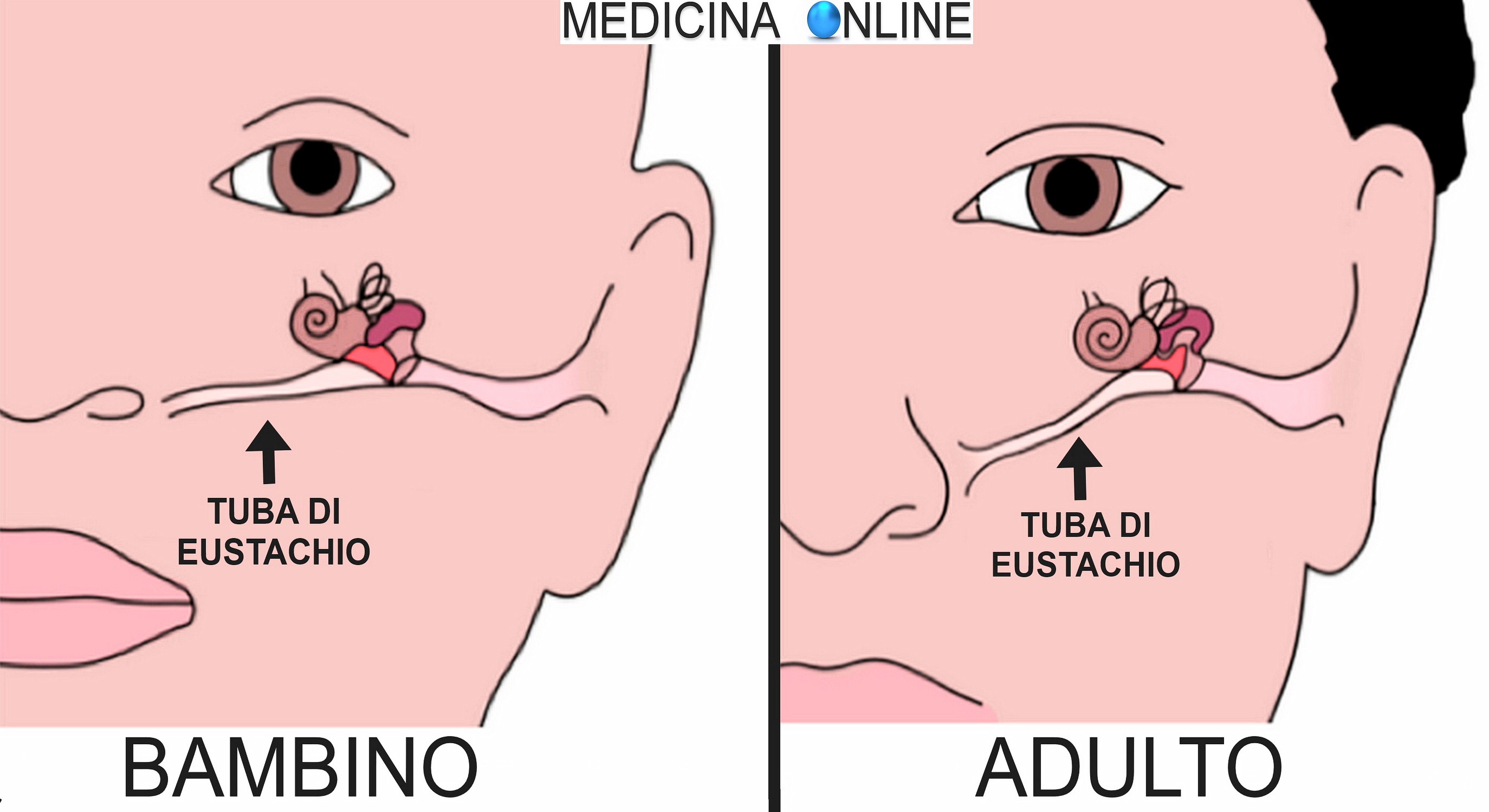 tromba-di-eustachio-in-adulti-e-bambini-anatomia-funzioni-fisiologia