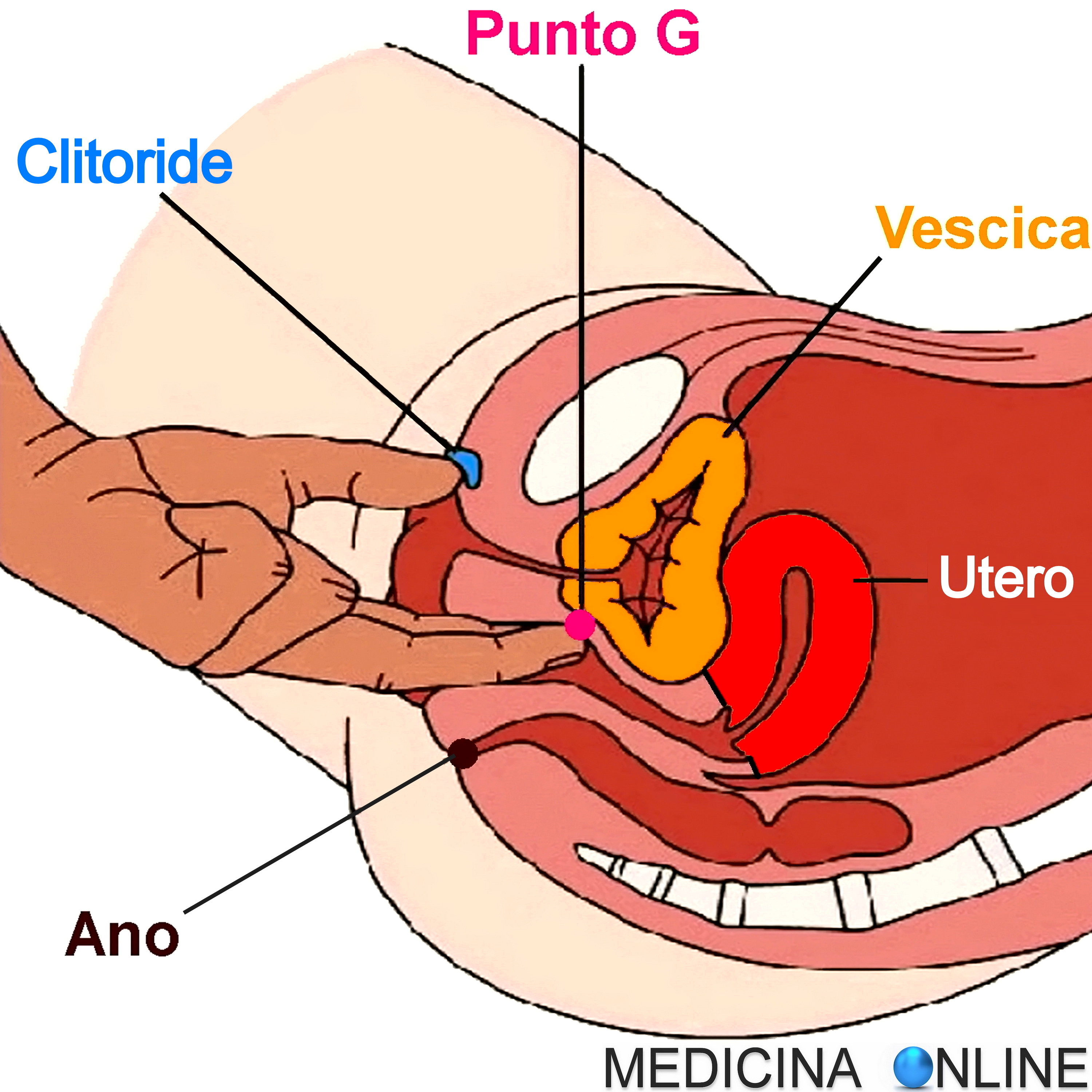 Punto G femminile: trovarlo e stimolarlo e le posizioni sessuali che più lo  eccitano | MEDICINA ONLINE