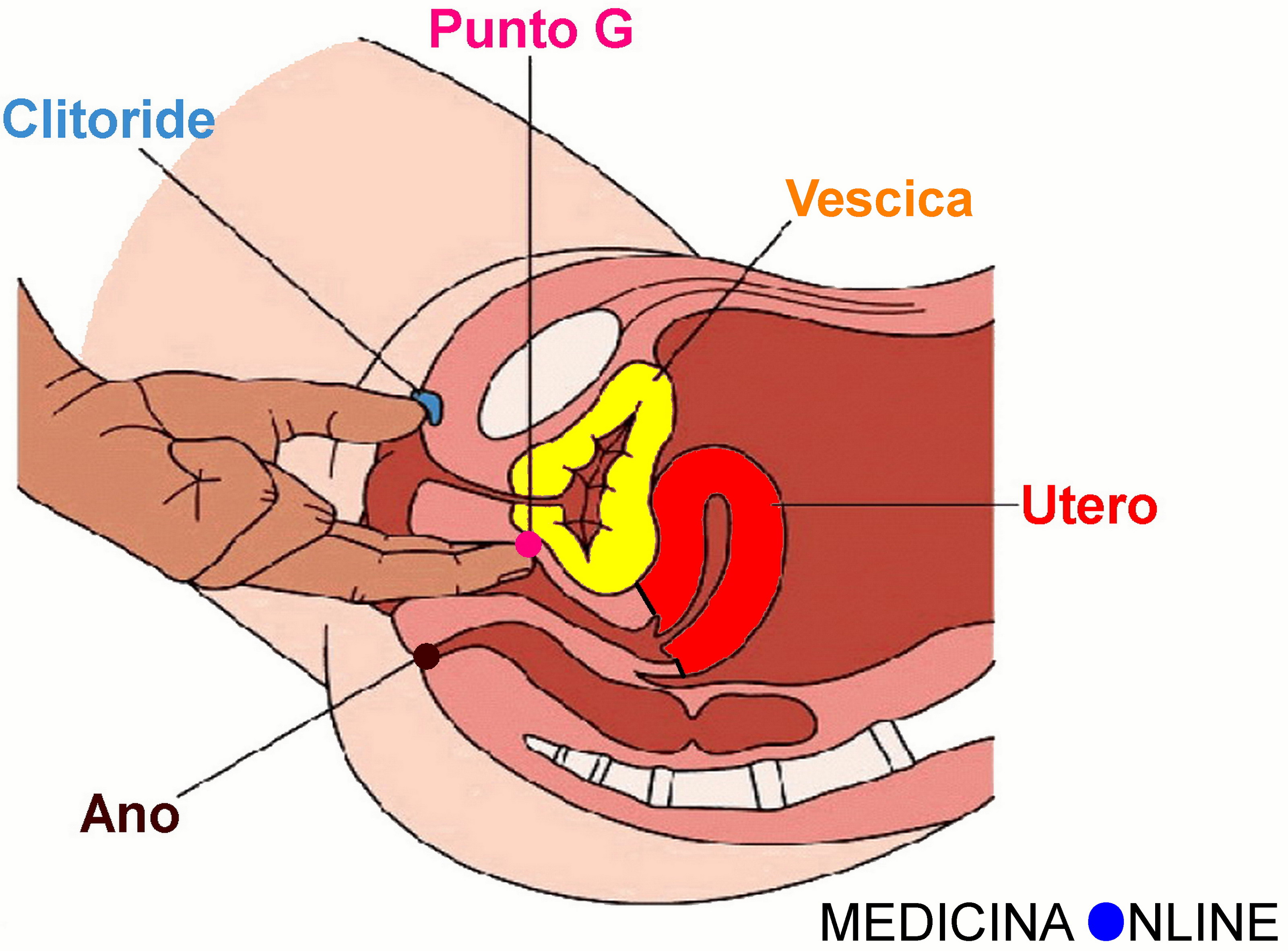 Il punto G esiste davvero o non esiste? Lo hanno tutte le donne? | MEDICINA  ONLINE