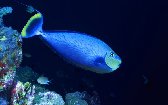 Dott. Loiacono Emilio Alessio Medico Chirurgo Medicina Chirurgia Estetica Benessere Dietologia Sessuologia Ecografie Tabagismo Smettere di fumare Mangiare pesce azzurro dimezza il rischio di ammalarsi di artrite reumato