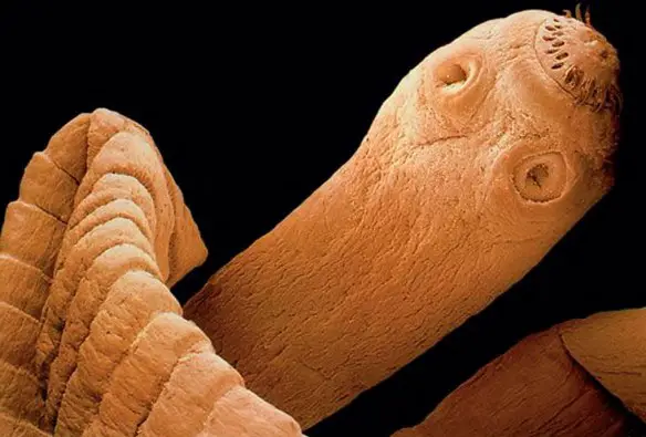 Il "simpaticissimo" musetto di una tenia