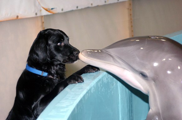 Dott Emilio Alessio Loiacono Medico Chirurgo AMORE INTERRAZZIALE Delfino Bacia Cane Dieta Chirurgia Estetica Roma Cavitazione Pressoterapia Grasso Massaggio Linfodrenante Dietologo Cellulite Calorie Peso Sessuologia Pene Laser Filler Rughe Botulino 1