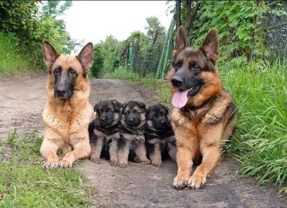 Dott Emilio Alessio Loiacono Medico Chirurgo BEL RITRATTO DI FAMIGLIA Cani Animali Dieta Chirurgia Estetica Roma Cavitazione Pressoterapia Grasso Massaggio Linfodrenante Dietologo Cellulite Calorie Peso Sessuologia Pene HD Laser Filler Rughe Botulino