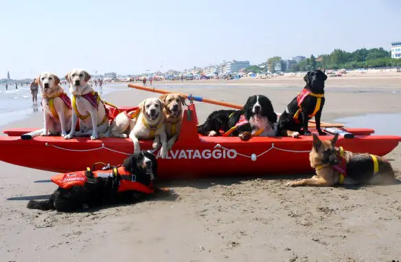 Dott Emilio Alessio Loiacono Medico Chirurgo Specialista in Medicina Estetica Roma SE AFFOGA PENSIAMO NOI Cani Anima Radiofrequenza Rughe Cavitazione Cellulite Peeling Pressoterapia Linfodrenante Dietologo Dieta Dermatologia Gambe Gonfie Edemi Donna