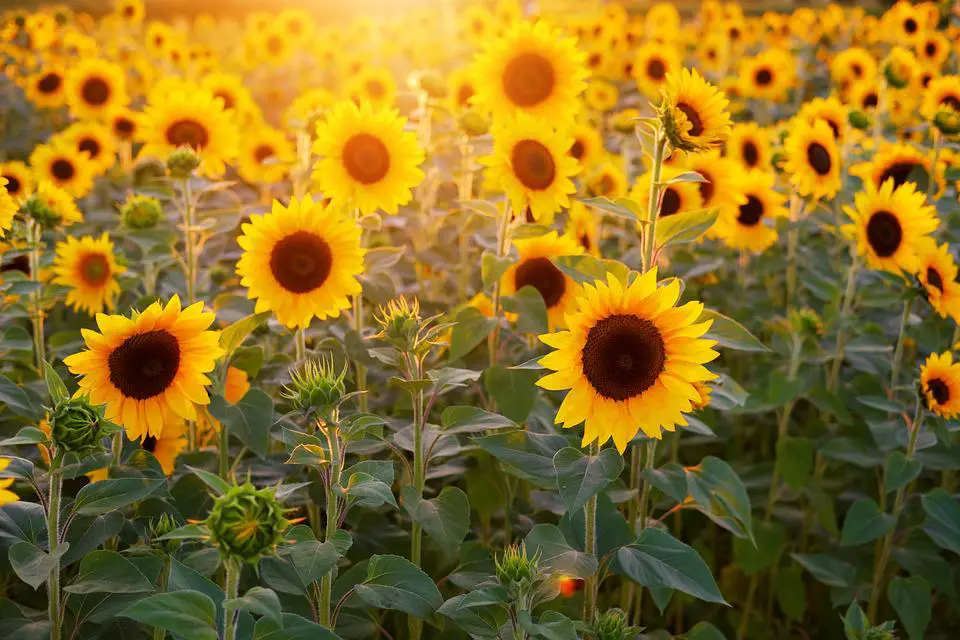 MEDICINA ONLINE EMILIO ALESSIO LOIACONO MEDICO CHIRURGO NATURA FIORE GIRASOLI PRATO SOLE TRAMONTO