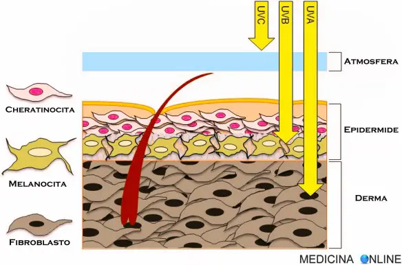 MEDICINA ONLINE EMILIO ALESSIO LOIACONO MEDICO CHIRURGO DERMATOLOGIA RAGGI ULTRAVIOLETTI PELLE EPIDERMIDE ATMOSFERA SOLE ABBRONZATURA UVA UVB UVC DERMA MELANOCITA CHERATINOCITA FIBROBLASTO