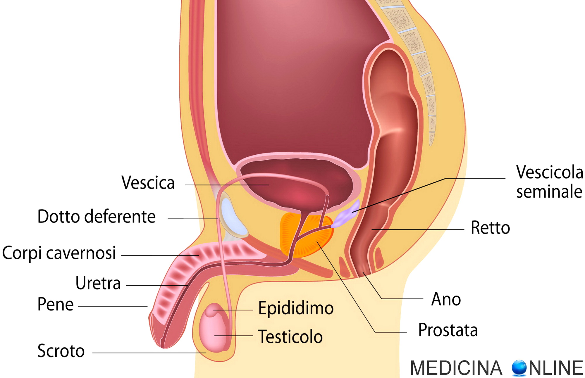 Glande del pene: funzioni, anatomia ed immagini | MEDICINA ONLINE