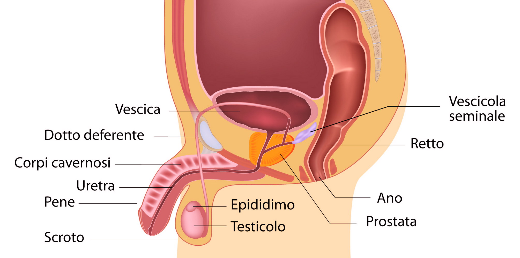 Le posizioni sessuali che causano frattura del pene | MEDICINA ONLINE