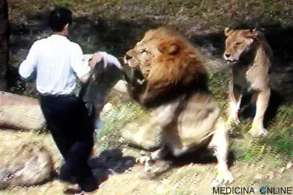 MEDICINA ONLINE predicatore parla con gli animali attaccato dai leoni man attacked by lion.jpg