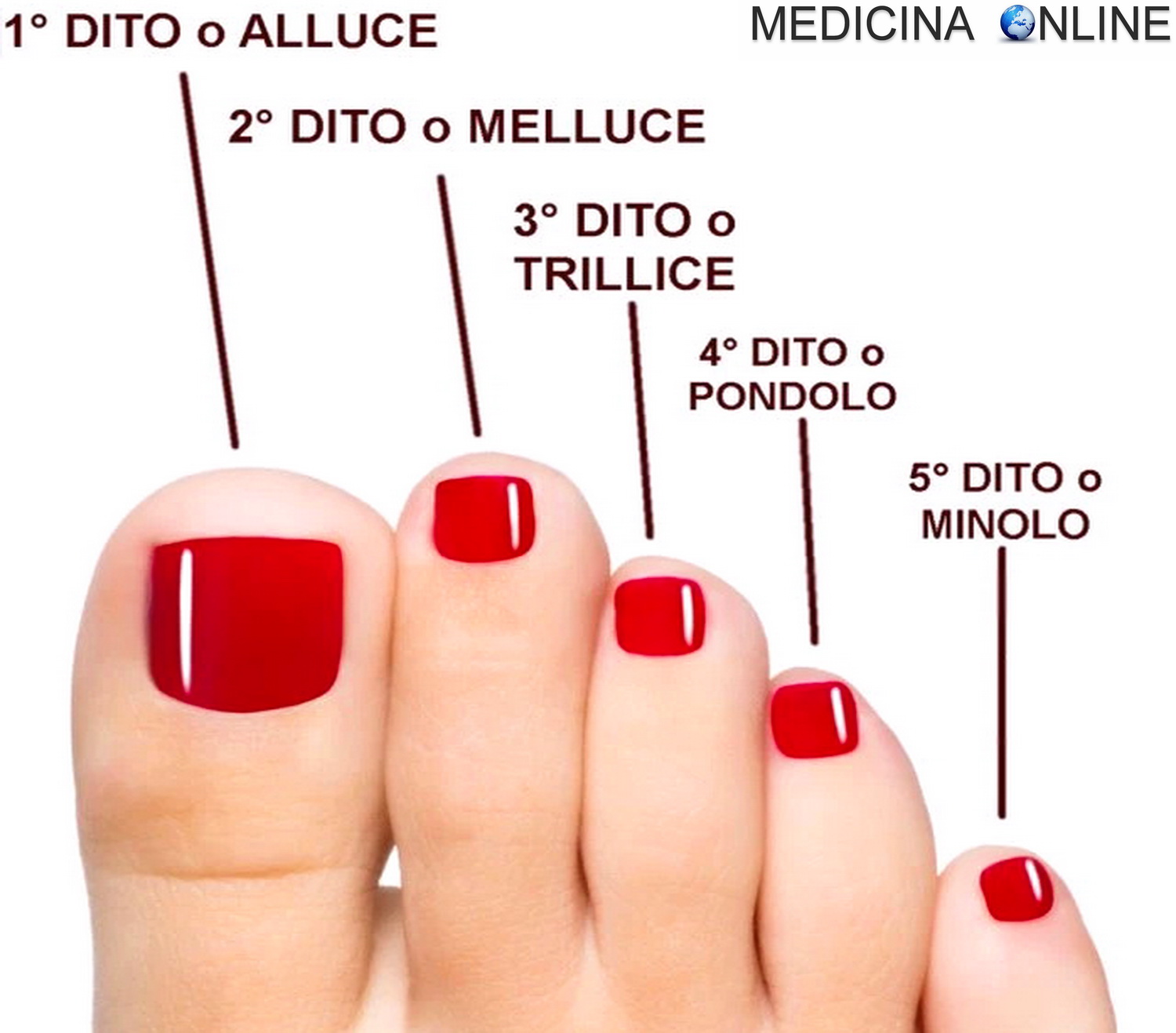MEDICINA ONLINE NOME DITA PIEDI COME SI CHIAMANO ALLUCE MELLUCE TRILLICE PONDOLO MINOLO PIEDE DITO POLLICE