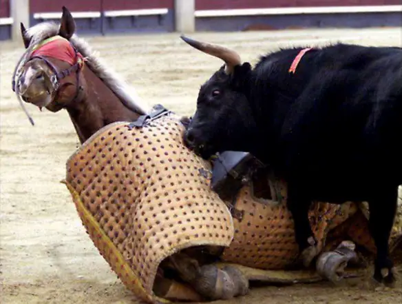 MEDICINA ONLINE Dott Emilio Alessio Loiacono Medico Chirurgo Roma CAVALLI USATI CORRIDE Ano Riabilitazione Nutrizionista Medicina Estetica Cavitazione Radiofrequenza Ecografia Pulsata  Macchie Capillari Linfodrenaggio Pene Vagina Glutei Testa.jpg