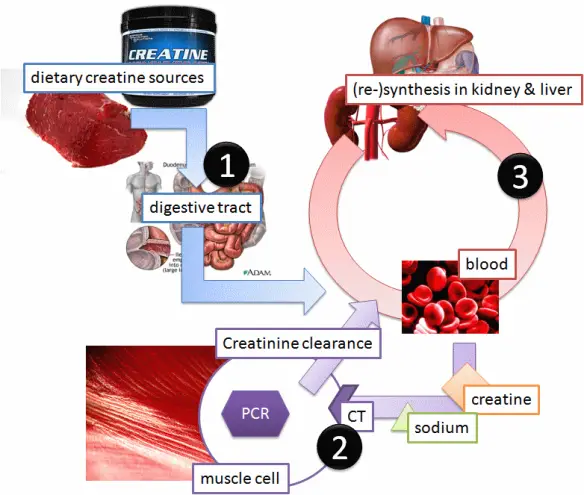 MEDICINA ONLINE Dott Emilio Alessio Loiacono Medico Chirurgo Roma CREATININA ALTA BASSA Valori Normali Riabilitazione Nutrizionista Medicina Estetica Cavitazione Radiofrequenza Ecografia Pulsata Macchie Capillari Pressoterapia Linfodrenaggio