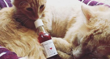 medicina-online-dott-emilio-alessio-loiacono-medico-chirurgo-roma-vino-per-gatti-brindare-micio-riabilitazione-nutrizionista-medicina-estetica-cavitazione-radiofrequenza-ecografia-pulsata-macchie-cap