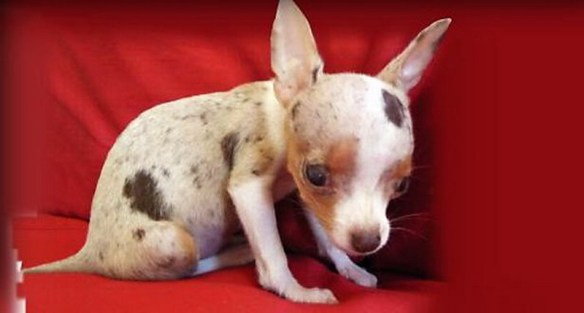 MEDICINA ONLINE Dott Emilio Alessio Loiacono Medico Chirurgo RomaBILIRUBINA CUCCIOLI MINIATURE TAZZINA Riabilitazione Nutrizionista Medicina Estetica Cavitazione Radiofrequenza Ecografia Pulsata  Macchie Capillari Linfodrenaggio Pene Vagina 1.jpg