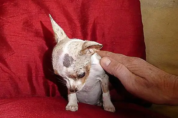 MEDICINA ONLINE Dott Emilio Alessio Loiacono Medico Chirurgo RomaBILIRUBINA CUCCIOLI MINIATURE TAZZINA Riabilitazione Nutrizionista Medicina Estetica Cavitazione Radiofrequenza Ecografia Pulsata Macchie Capillari Linfodrenaggio Pene Vagina 1