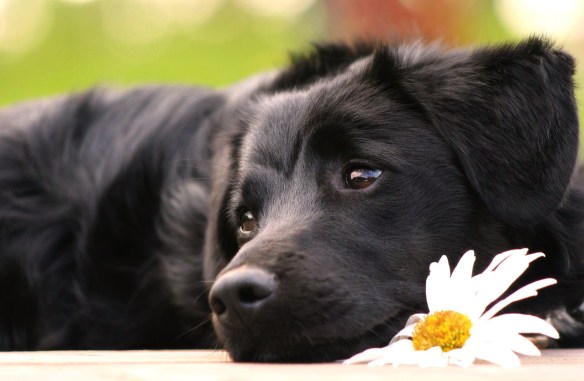 MEDICINA ONLINE Dott Emilio Alessio Loiacono Medico Chirurgo Roma CANI NON DIMENTICANO EMOZIONI EVENTI UOM Riabilitazione Nutrizionista Infrarossi Accompagno Commissioni Cavitazione Radiofrequenza Ecografia Pulsata  Macchie Capillari Ano Pene.jpg