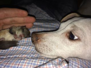 MEDICINA ONLINE Dott Emilio Alessio Loiacono Medico Chirurgo Roma HO TROVATO CUCCIOLO NON SO ANIMALE  Riabilitazione Nutrizionista Infrarossi Accompagno Commissioni Cavitazione Radiofrequenza Ecografia Pulsata  Macchie Capillari Ano Pene (7).jpg