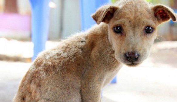 MEDICINA ONLINE Dott Emilio Alessio Loiacono Medico Chirurgo Roma ORRORE CANE BRUCIATO VIVO MORIRE STRADA Riabilitazione Nutrizionista Infrarossi Accompagno Commissioni Cavitazione Radiofrequenza Ecografia Pulsata Macchie Capillari Ano Pene