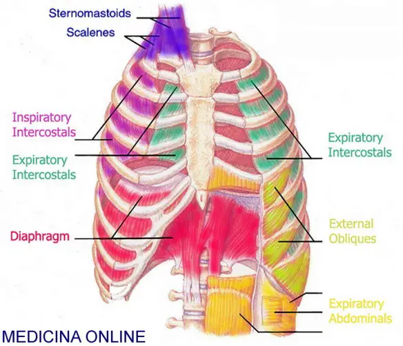 MEDICINA ONLINE CASSA TORACICA GABBIA COSTE COSTOLA STERNO DIAFRAMMA MUSCOLI INTERCOSTALI MUSCOLI RESPIRATORI RESPIRAZIONE POLMONI TORACE ADDOME