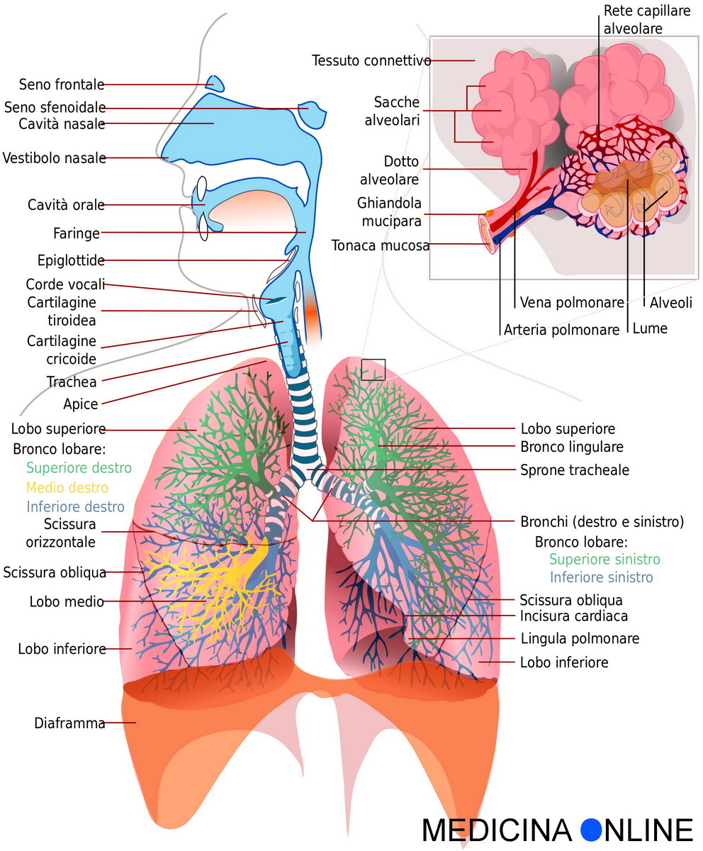 broncospasmo | MEDICINA ONLINE