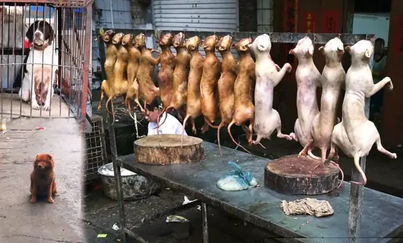 MEDICINA ONLINE Dott Emilio Alessio Loiacono Medico Chirurgo Roma CANI UCCISI MACELLATI MANGIATI SUL POST  Riabilitazione Nutrizionista Infrarossi Accompagno Commissioni Cavitazione Radiofrequenza Ecografia Pulsata  Macchie Capillari Ano Pene.jpg