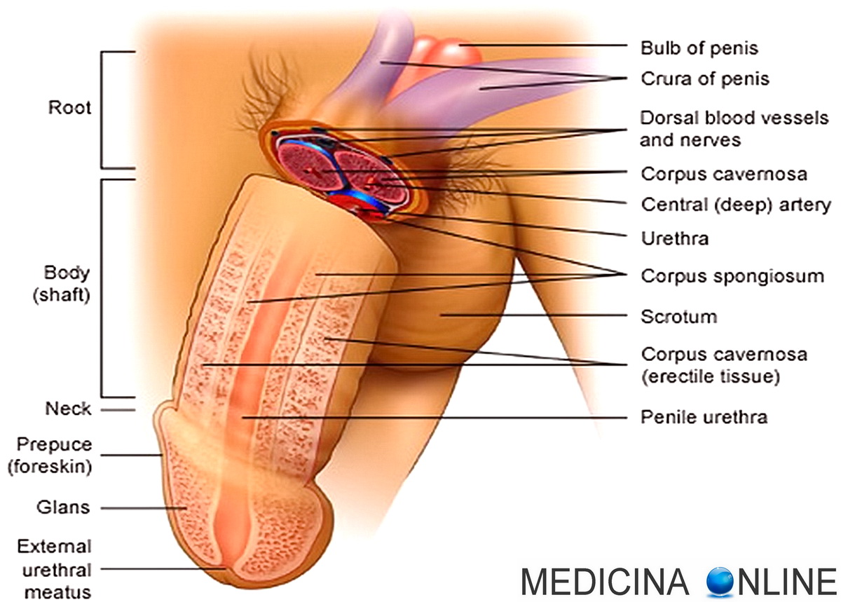 Esercizi per allungamento del pene (massaggio Jelqing): funzionano? Tecnica  e rischi | MEDICINA ONLINE