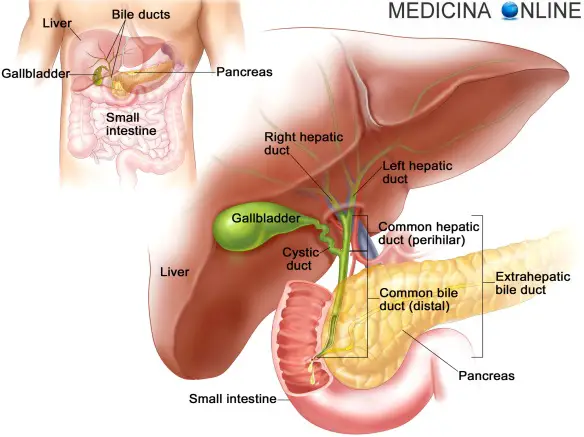 MEDICINA ONLINE ANATOMIA CISTIFELLEA COLECISTI COSE A COSA SERVE BILE GRASSI DIGESTIONE FISIOLOGIA ANATOMY OF THE BILE DUCT SYSTEM GALLBLADDER DOTTO CISTICO COLEDOCO COMUNE FEGATO PANCREAS DUODENO DIGESTIONE DIGERENTE APPAR.jpg