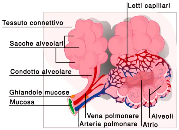 MEDICINA ONLINE POLMONI BRONCHI BRONCHIOLI ALVEOLI POLMONARI ARIA OSSIGENO ANIDRIDE CARBONICA DIRAMAZIONI VIE AEREE ALTE BASSE APPARATO RESPIRATORIO ANATOMIA LUNGS TORACE POLMONITE BRONCHITE ALVEOLITE CRUP INFEZIONE PETTO