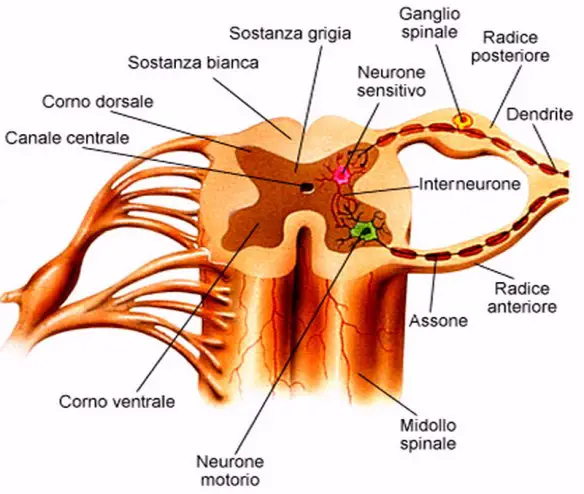 MEDICINA ONLINE Dott Emilio Alessio Loiacono Medico Chirurgo Roma ATROFIA MUSCOLARE PROGRESSIVA CAUSE VITA Riabilitazione Nutrizionista Infrarossi Accompagno Commissioni Cavitazione Radiofrequenza Ecografia Pulsata Macchie Capillari Ano Pene