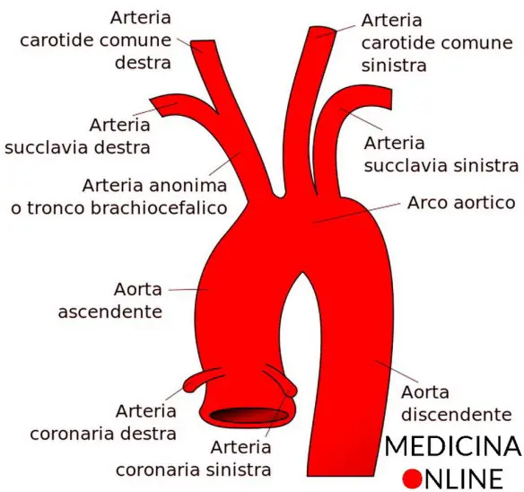 MEDICINA ONLINE Dott Emilio Alessio Loiacono Medico Chirurgo Roma CAROTIDE COMUNE INTERNA ESTERNA DOVE FUN Riabilitazione Nutrizionista Infrarossi Accompagno Commissioni Cavitazione Radiofrequenza Ecografia Pulsata Macchie Capillari Ano Pene