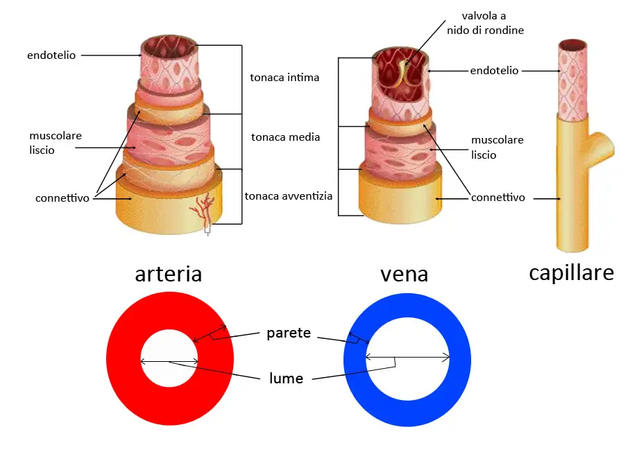 Differenza tra arterie, vene, capillari, arteriole e venule | MEDICINA