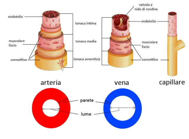 vasi sanguigni