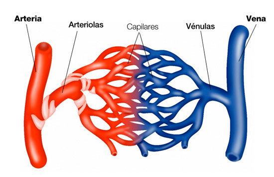 MEDICINA ONLINE Dott Emilio Alessio Loiacono Medico Chirurgo Roma differenza arterie vene capillari Riabilitazione Nutrizionista Infrarossi Accompagno Commissioni Cavitazione Radiofrequenza Ecografia Pulsata  Macchie Capillari Ano Pen.jpg