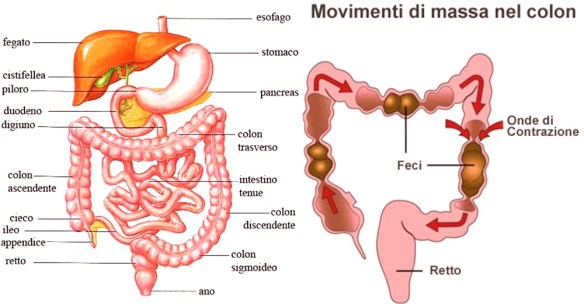 MEDICINA ONLINE Dott Emilio Alessio Loiacono Medico Chirurgo Roma DIFFERENZA STIPSI STITICHEZZA COSTIPAZIO Riabilitazione Nutrizionista Infrarossi Accompagno Commissioni Cavitazione Radiofrequenza Ecografia Pulsata  Macchie Capillari Ano Pene.jpg