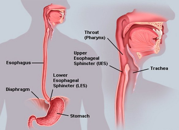 MEDICINA ONLINE Dott Emilio Alessio Loiacono Medico Chirurgo Roma ESOFAGO ANATOMIA E FUNZIONI SINTESI Riabilitazione Nutrizionista Infrarossi Accompagno Commissioni Cavitazione Radiofrequenza Ecografia Pulsata Macchie Capillari Ano Pene