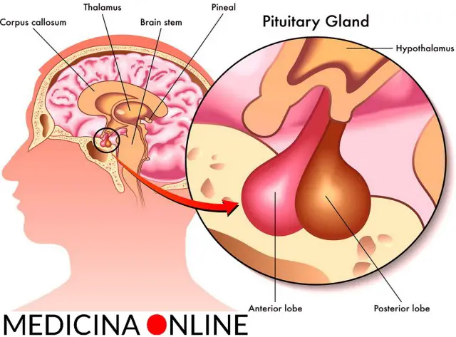 MEDICINA ONLINE Dott Emilio Alessio Loiacono Medico Chirurgo Roma IPOFISI PITUITARIA ANATOMIA ORMONI FUNZIONI Riabilitazione Nutrizionista Infrarossi Accompagno Commissioni Cavitazione Radiofrequenza Ecografia Pulsata Macchie Capillari Pene.jpg