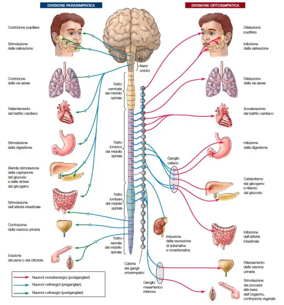 MEDICINA ONLINE SISTEMA NERVOSO AUTONOMO PARASIMPATICO SIMPATICO CERVELLO