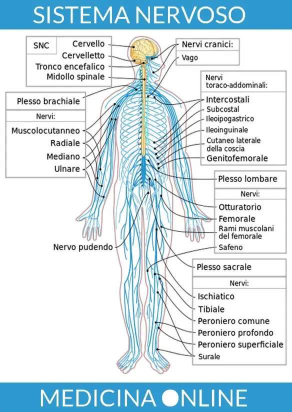 MEDICINA ONLINE SISTEMA NERVOSO CENTRALE GIALLO SISTEMA NERVOSO PERIFERICO AZZURRO ANATOMIA CERVELLO ENCEFALO MIDOLLO SPINALE NERVI TRONCO CEREBRALE