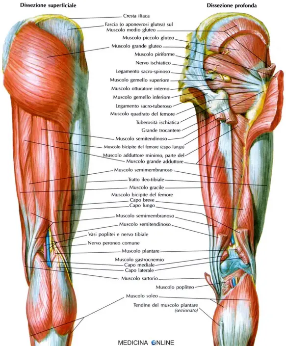 MEDICINA ONLINE MUSCOLI DI ANCA E COSCIA GAMBA VISTI POSTERIORMENTE GLUTEI tendine muscolo semitendinoso muscoli posteriori coscia muscolo bicipite femorale semimembranoso anatomia funzioni uso chirurgico.jpg