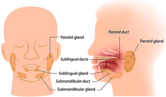 MEDICINA ONLINE SALIVA SALIVAZIONE ECCESSIVA BOCCA PASTI GRAVIDANZA BAMBINI GHIANDOLE SALIVARI PRODUZIONE ECCESSO ACCUMULO ALITOSI.jpg