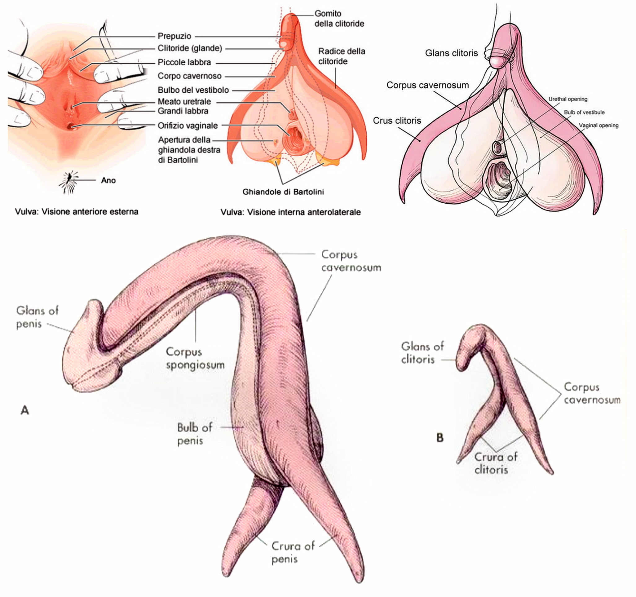 Erezione del clitoride: come funziona? | MEDICINA ONLINE