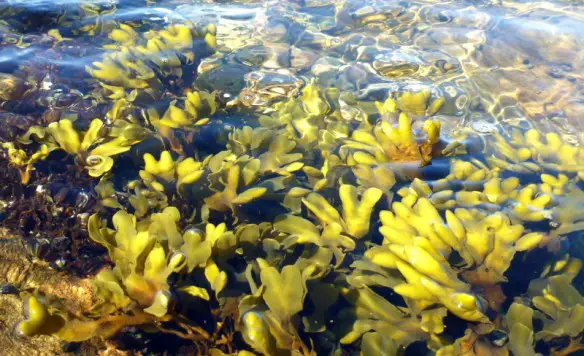 MEDICINA ONLINE DIMAGRIRE ALGA INTEGRATORE ESTRATTO DIETA PANCIA BRUCIA GRASSI DONNA CONTROINDICAZIONI PROPRIETA A CHE SERVE MARE.jpg