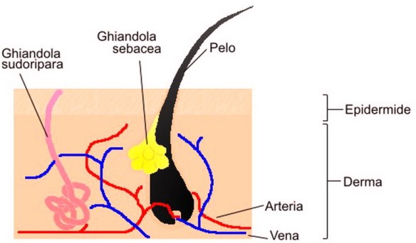 MEDICINA ONLINE Dott Emilio Alessio Loiacono Medico Chirurgo Roma A CHE SERVONO PELI CAPELLI Pelle Riabilitazione Nutrizionista Infrarossi Accompagno Commissioni Cavitazione Radiofrequenza Ecografia Pulsata  Macchie Capillari Ano Pene.jpg