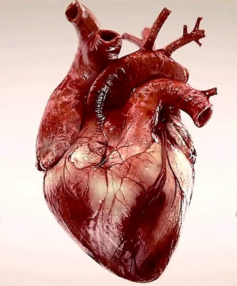 MEDICINA ONLINE Dott Emilio Alessio Loiacono Medico Chirurgo Roma AUGURI BUON SAN VALENTINO CUORE Riabilitazione Nutrizionista Infrarossi Accompagno Commissioni Cavitazione Radiofrequenza Ecografia Pulsata Macchie Capillari Ano Pene