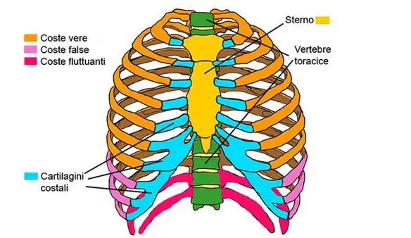 MEDICINA ONLINE Dott Emilio Alessio Loiacono Medico Chirurgo Roma DIFFERENZA COSTOLE COSTE VERTEBRE Riabilitazione Nutrizionista Infrarossi Accompagno Commissioni Cavitazione Radiofrequenza Ecografia Pulsata  Macchie Capillari Pene.jpg