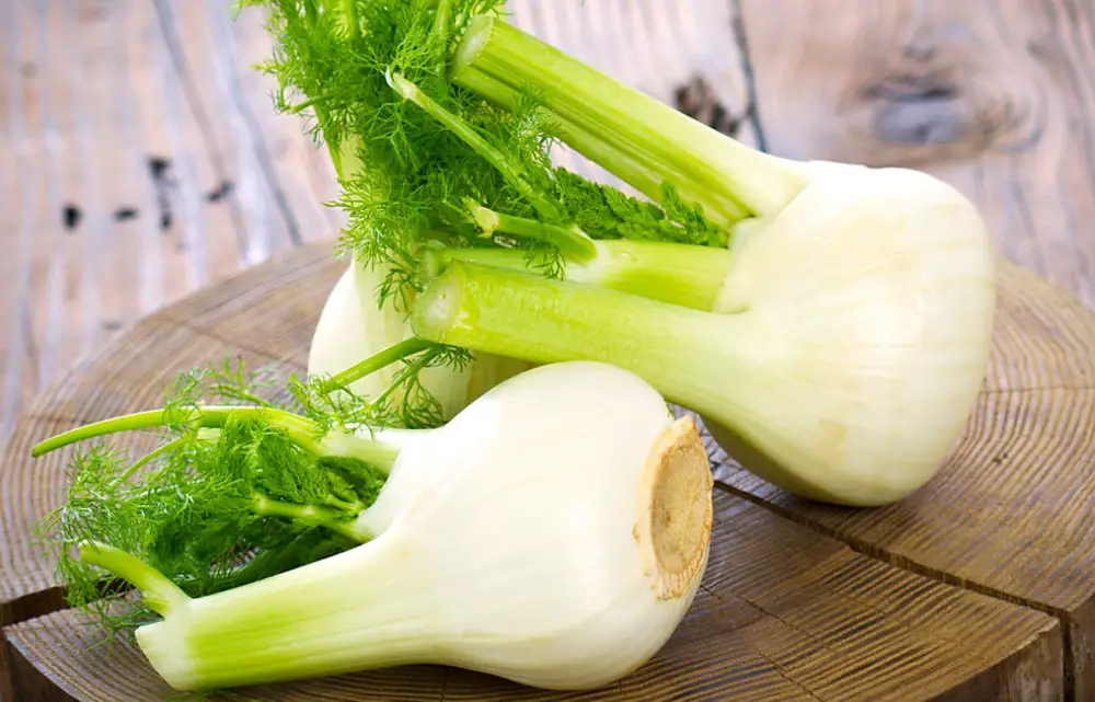 MEDICINA ONLINE Dott Emilio Alessio Loiacono Medico Chirurgo Roma FINOCCHIO PROPRIETA BENEFICI CUCINA COSMETICARiabilitazione Nutrizionista Infrarossi Accompagno Commissioni Cavitazione Radiofrequenza Ecografia Pulsata  Macchie Capillari Pene.jpg