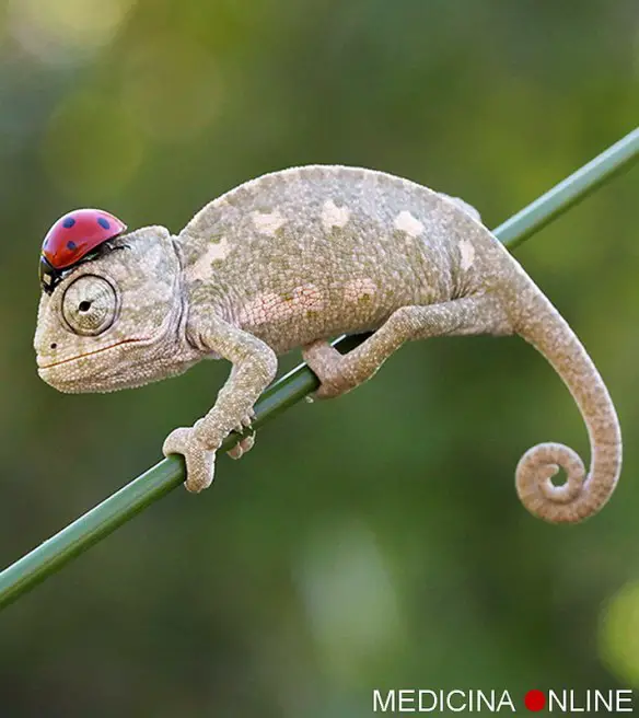MEDICINA ONLINE Dott Emilio Alessio Loiacono Medico Chirurgo Roma LA NATURA E UN POSTO MERAVIGLIOSO Riabilitazione Nutrizionista Infrarossi Accompagno Commissioni Cavitazione Radiofrequenza Ecografia Pulsata  Macchie Capillari Ano Pene.jpg